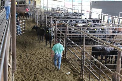 Coleman Livestock Auction Market Report For September 11th News