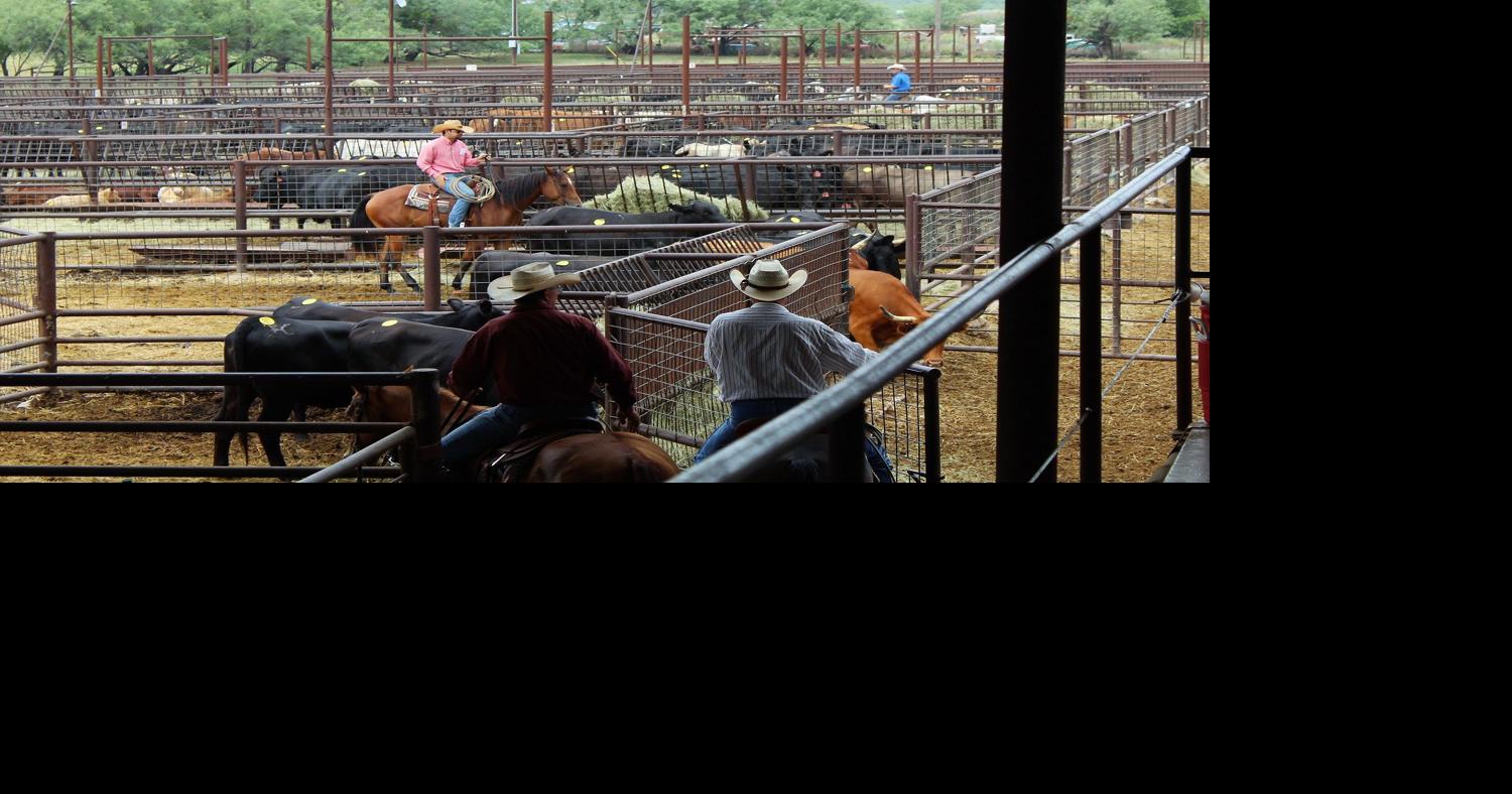Coleman Livestock Auction Barn Market Report for August 4, 2021 ...