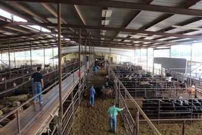 livestock auction coleman pens barn today