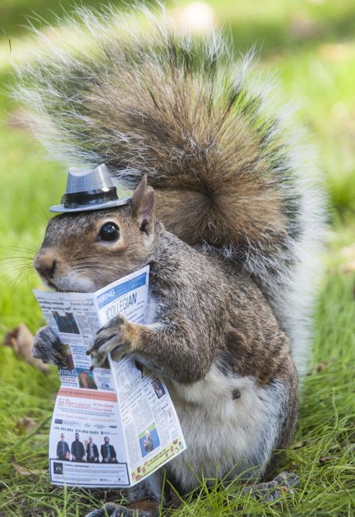 sneezy the penn state squirrel st patrick day