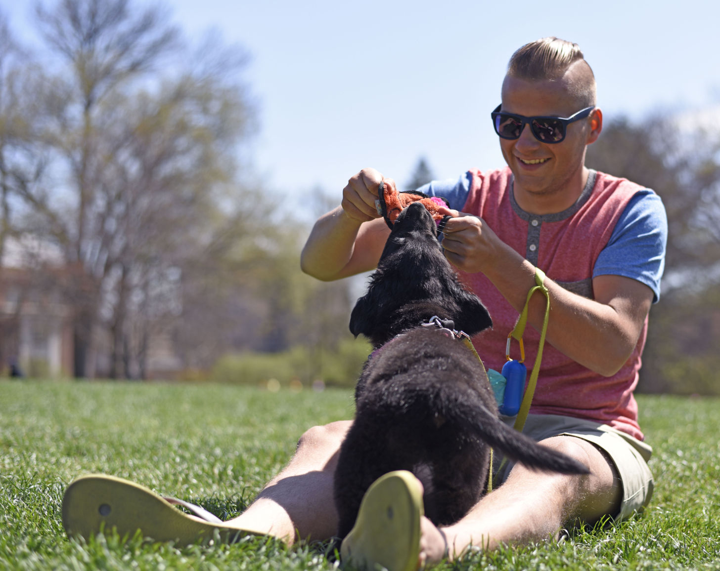 american staffordshire terrier australian cattle dog mix