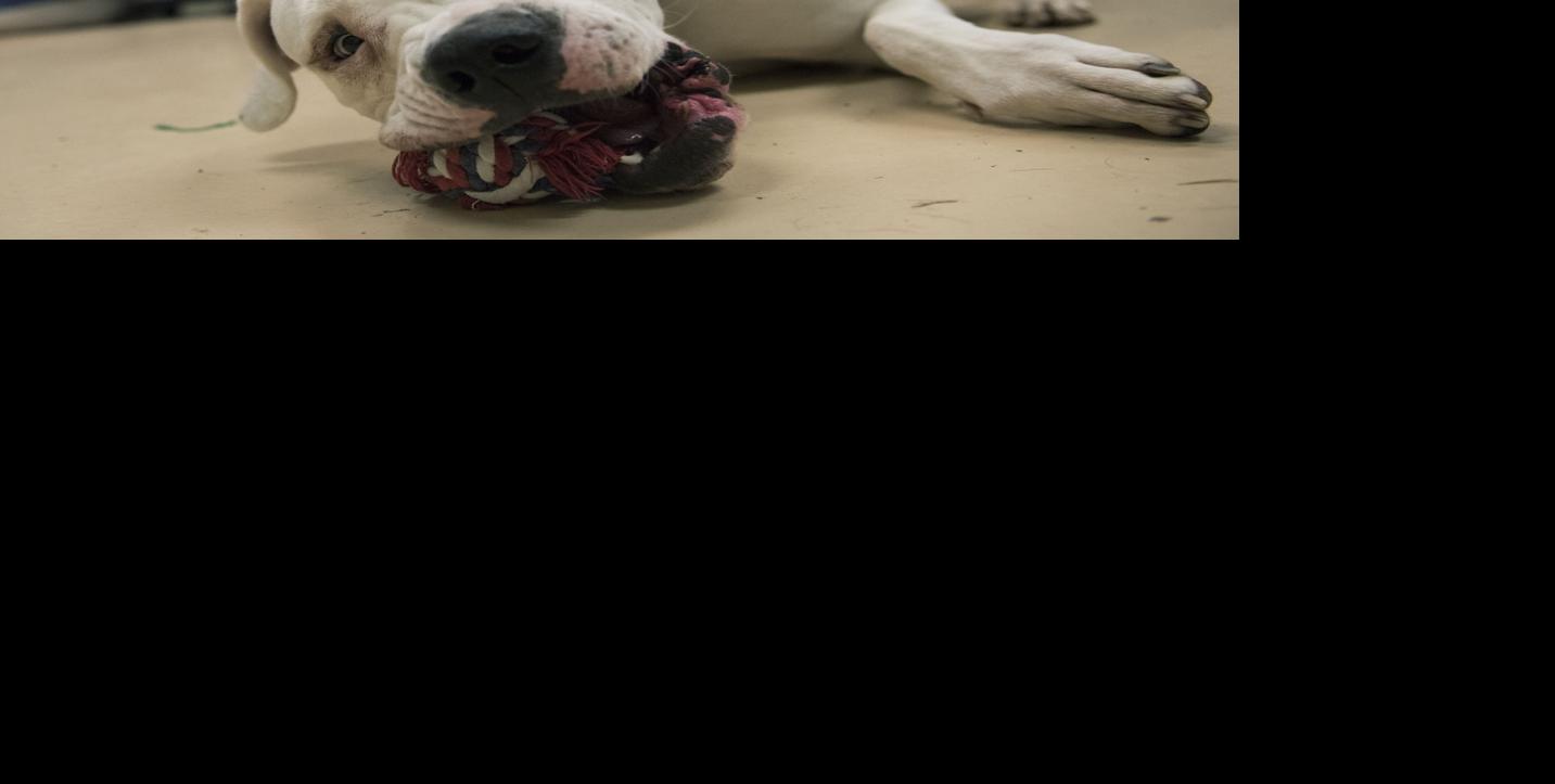 Centre County PAWS opens its doors to volunteers and community members