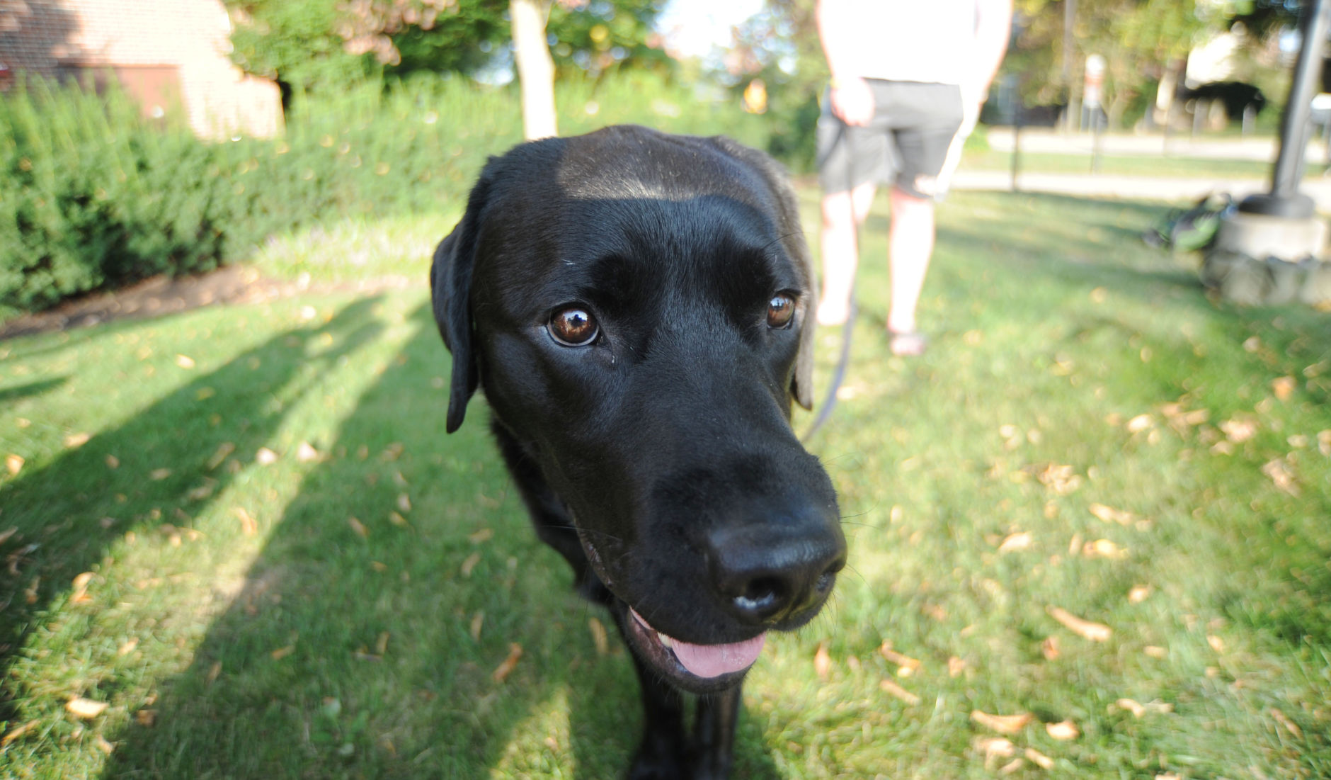 penn state emotional support animal