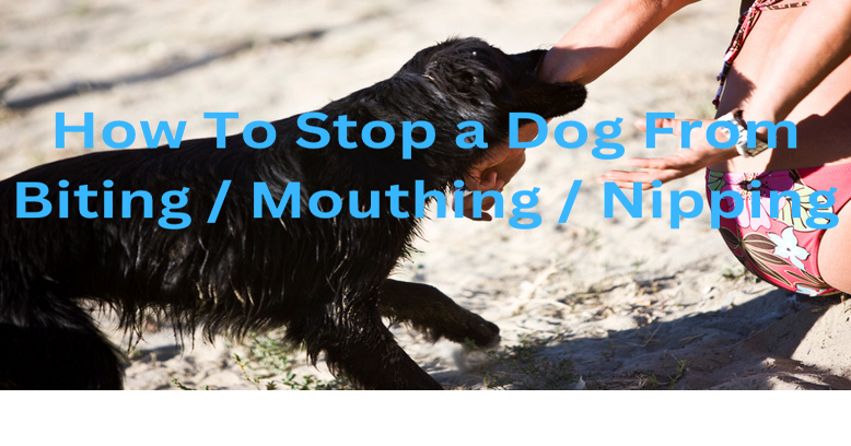 How To Stop A Dog From Biting / Nipping | Student Reviews
