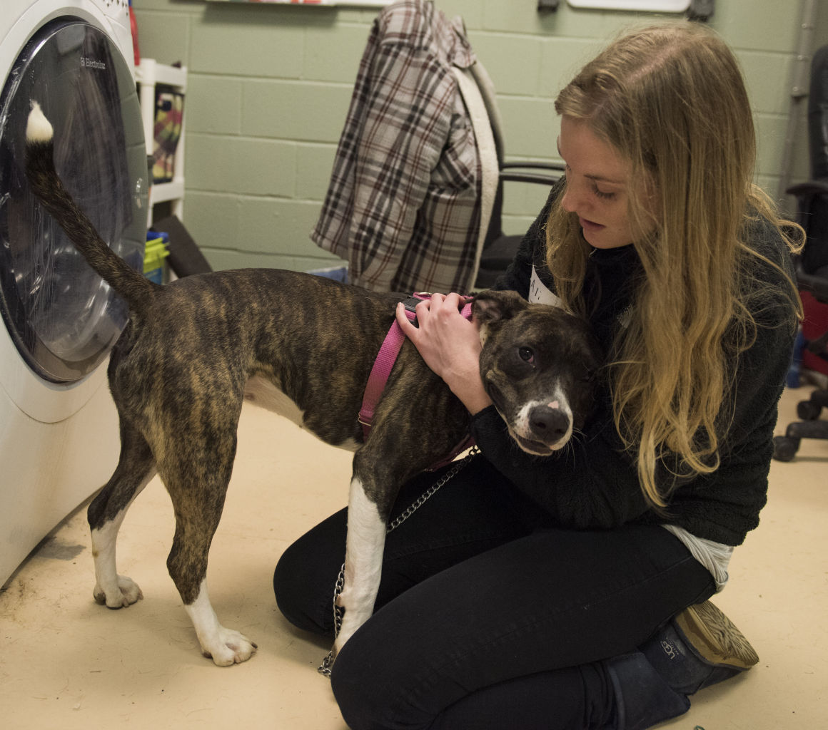 Centre County PAWS Animal Shelter News collegian.psu.edu