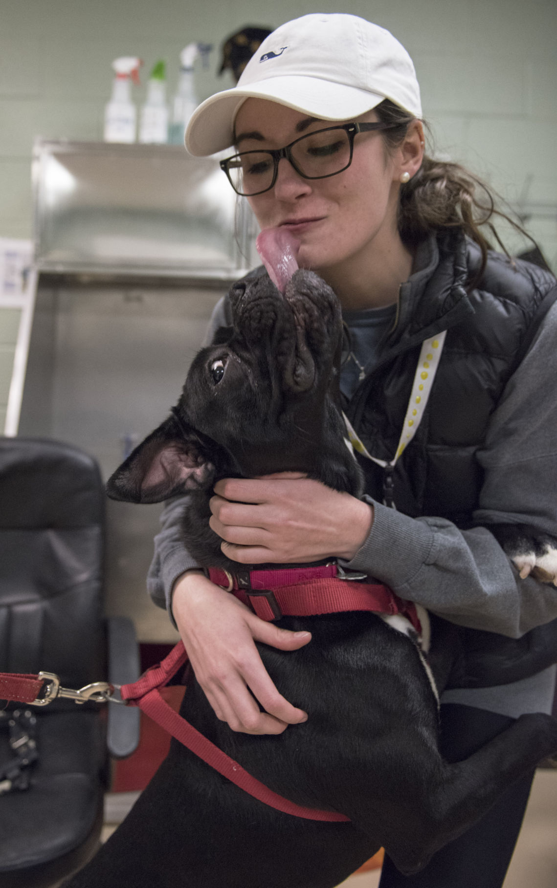 Centre County PAWS Animal Shelter News collegian.psu.edu