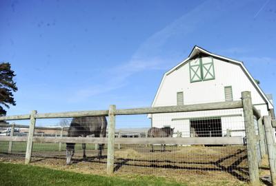 Penn State Horse Barns Open House Draws In Members Of The Penn