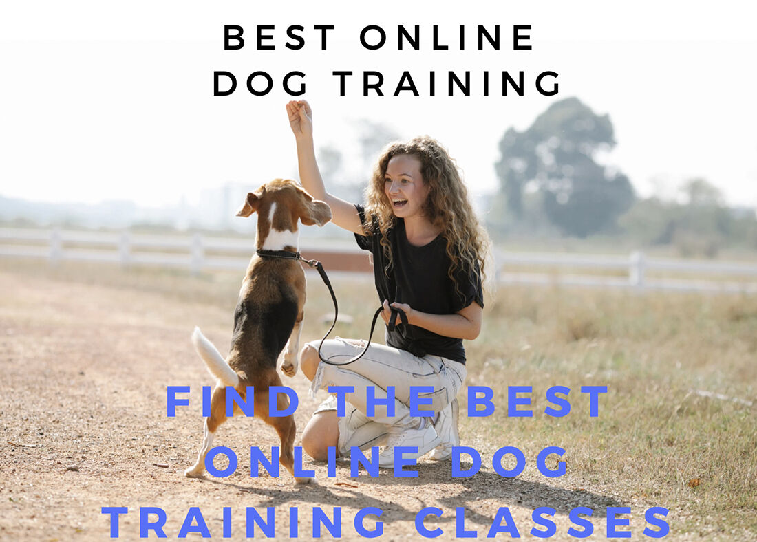 The Best Online Dog Training Courses | Six Great For Any Pet Problem |  Student Reviews 