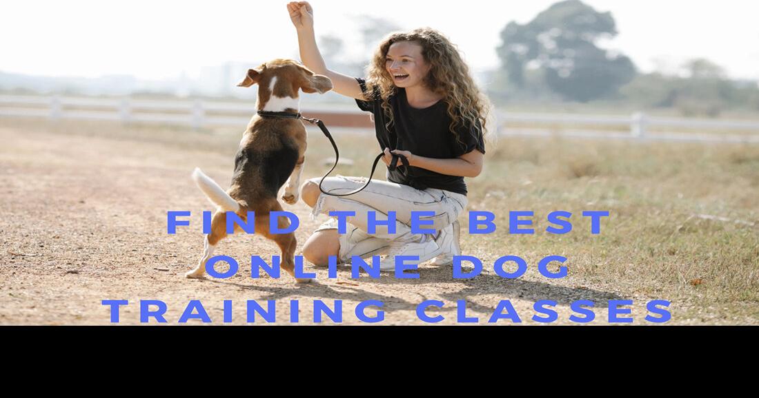 The Best Online Dog Training Courses | Six Great For Any Pet ...