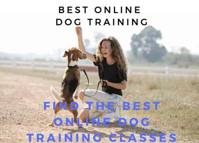 01 best-online-dog-training-courses.jpg