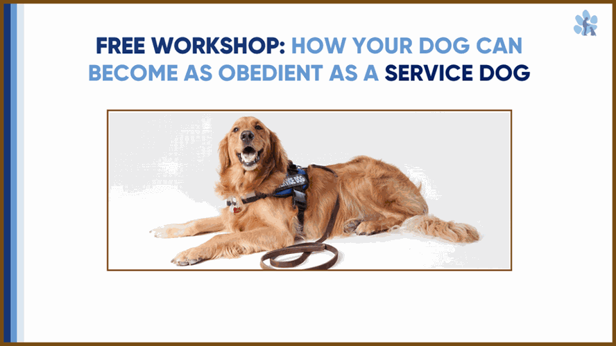 The Best Online Dog Training Courses | Six Great For Any Pet Problem |  Student Reviews 