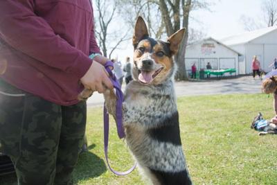 No Cats Allowed 11th Annual Dog Jog To Raise Money For Shelter