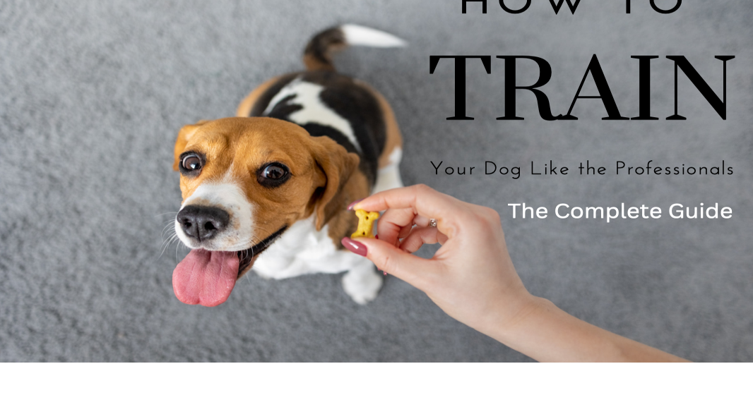 How To Train Your Dog: Obedience Training For Dogs Proven To Work | Student Reviews