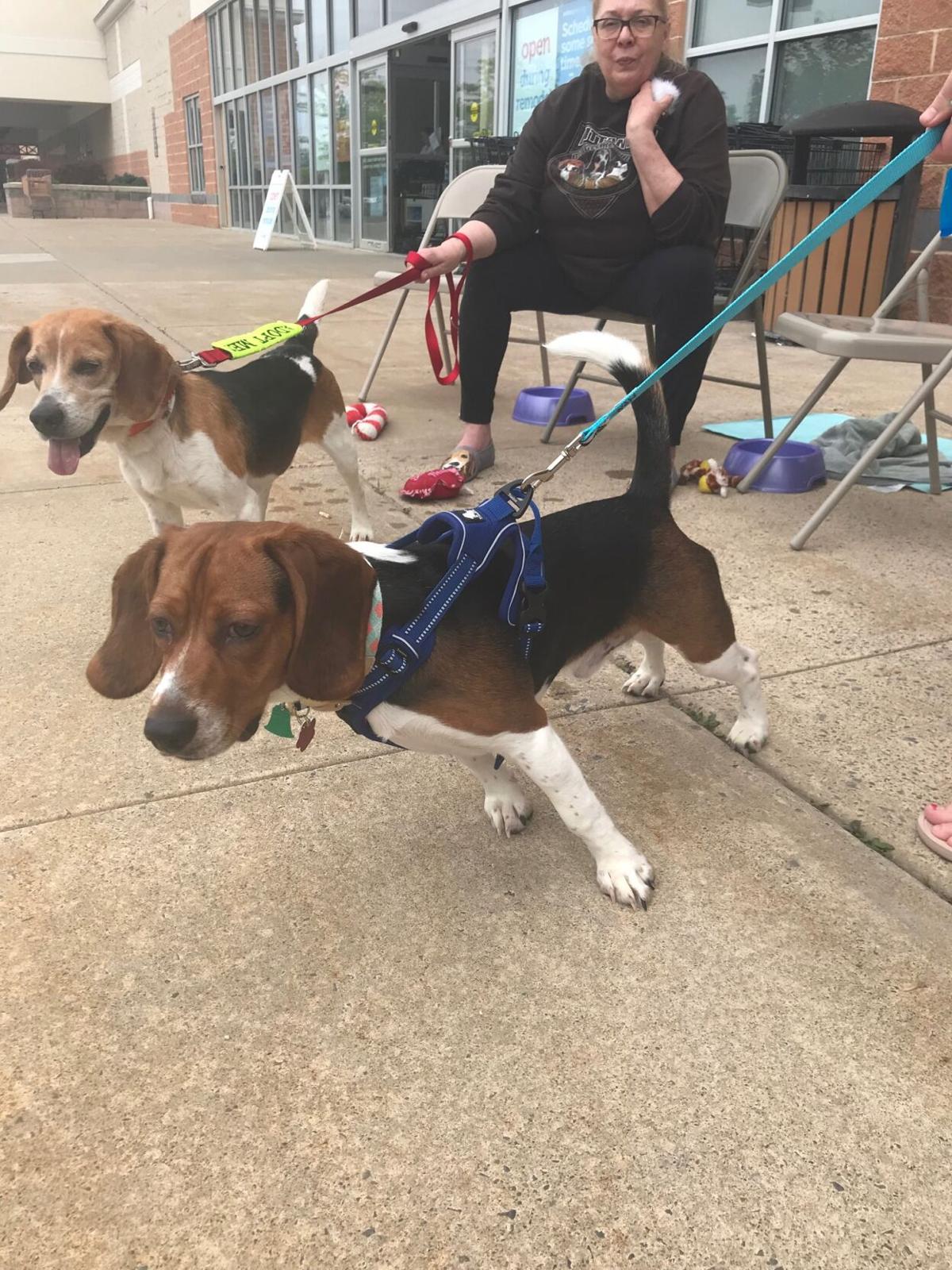 They Deserve A Good Life Nittany Beagle Rescue Helps Find Homes For