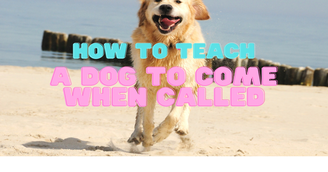 How To Teach a Dog To Come When Called | Student Reviews
