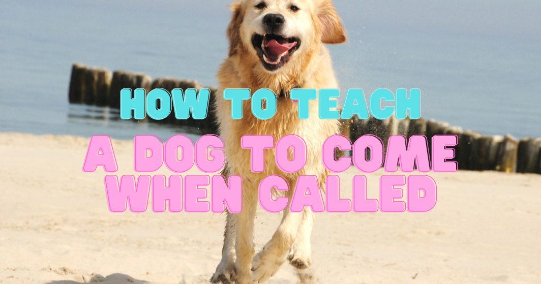 How To Teach a Dog To Come When Called | Student Reviews How To Teach a Dog To Come When Called | Student Reviews