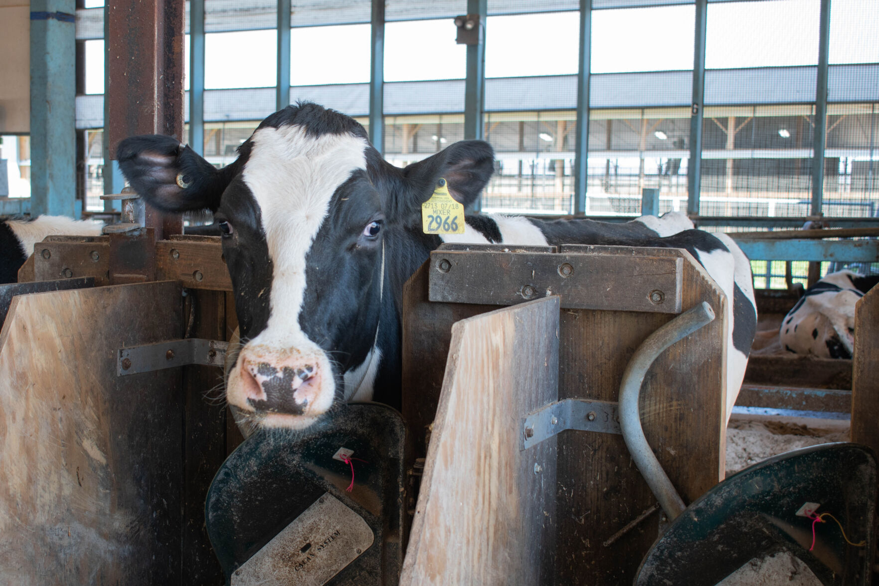 How Penn State Dairy Farms Are Continuing Operations Amid Coronavirus ...