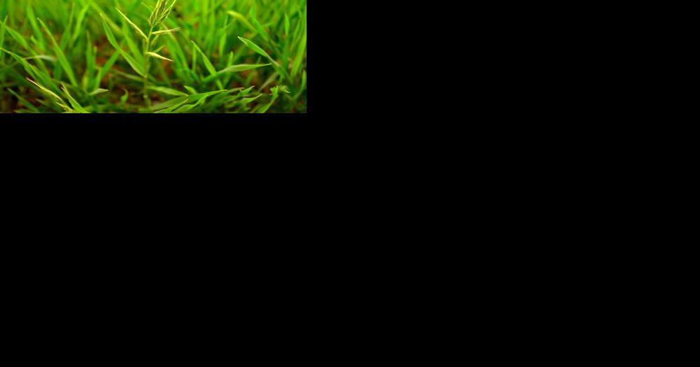 Penn State researcher Charles Anderson looking to 'unlock secrets' of plants for sustainability | Penn State, State College News - Vimarsana News