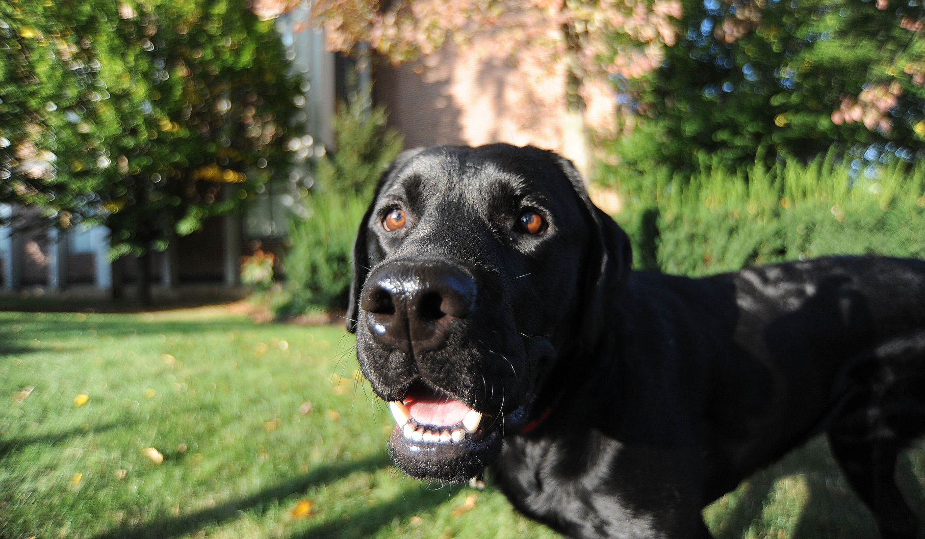 penn state emotional support animal