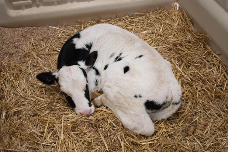 PSU Dairy Farm - Baby Calf