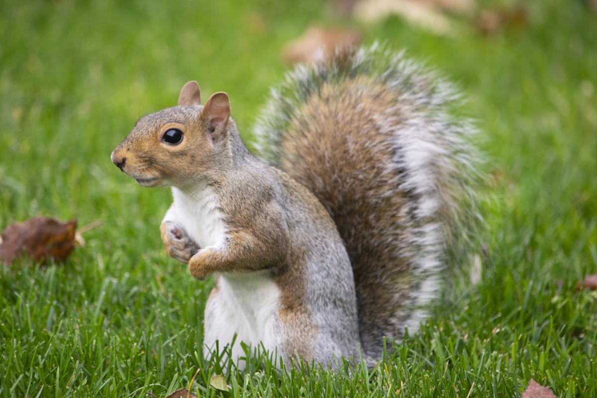 Winter Is Coming Here S How The Animals At Penn State Are