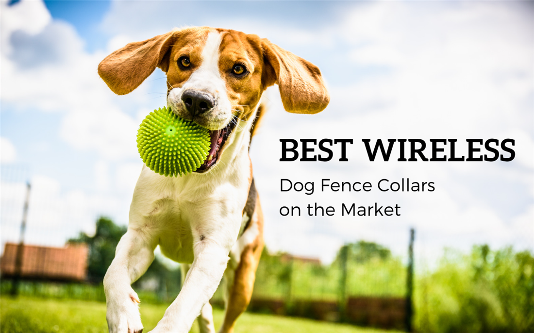 what is the best electric fence for dogs