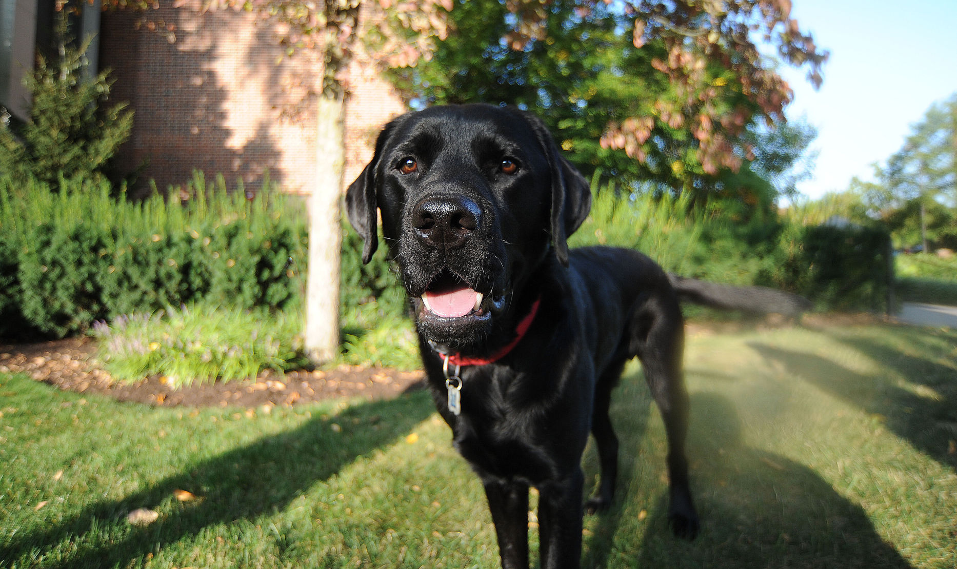 penn state emotional support animal