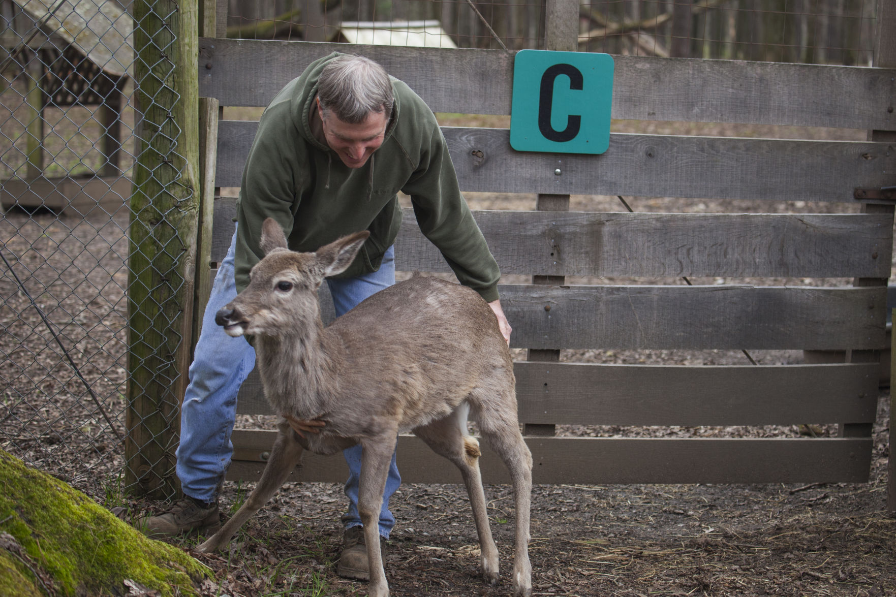 real deer