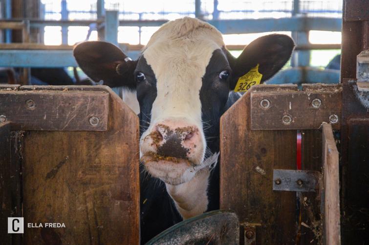 Penn State Dairy Barns, cow