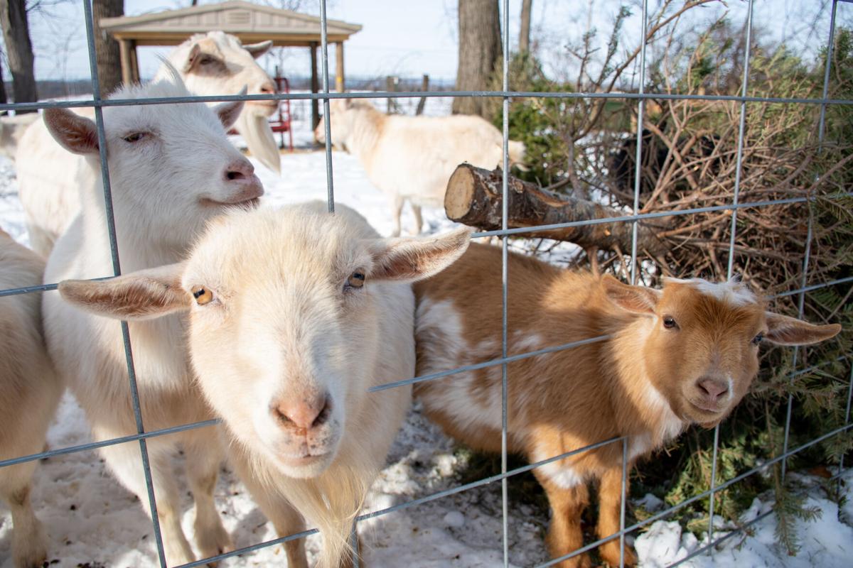 Win-Win' | Donated Christmas Trees Feed State College Goats, Help Whitetail Lane Farm Family Business | State College News | Collegian.psu.edu