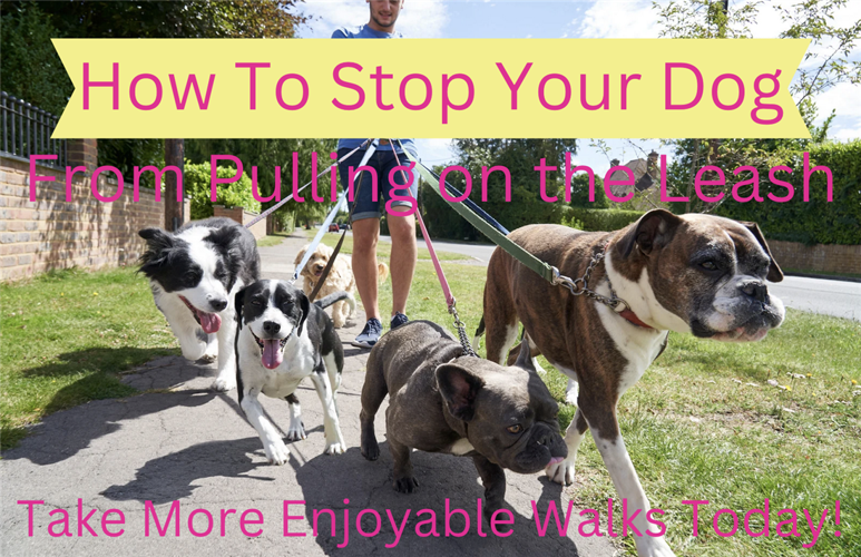How Do I Stop My Dog Pulling When Walking