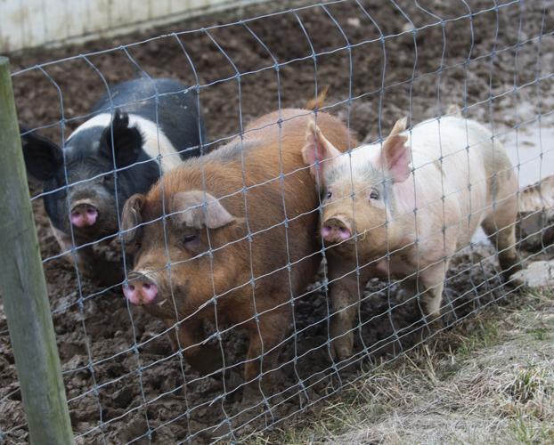 Penn State Swine Center, pig feeding