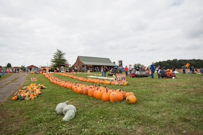 Sinkland Farms Annual Pumpkin Festival Starts This Weekend Collegiatetimes Com
