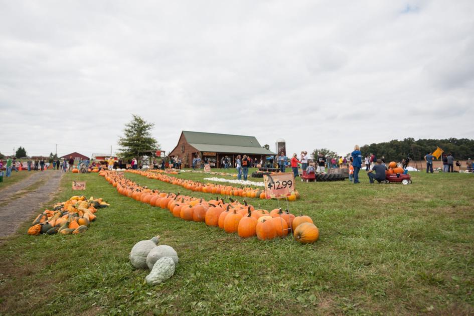 Pumpkin Patch Festival 2022