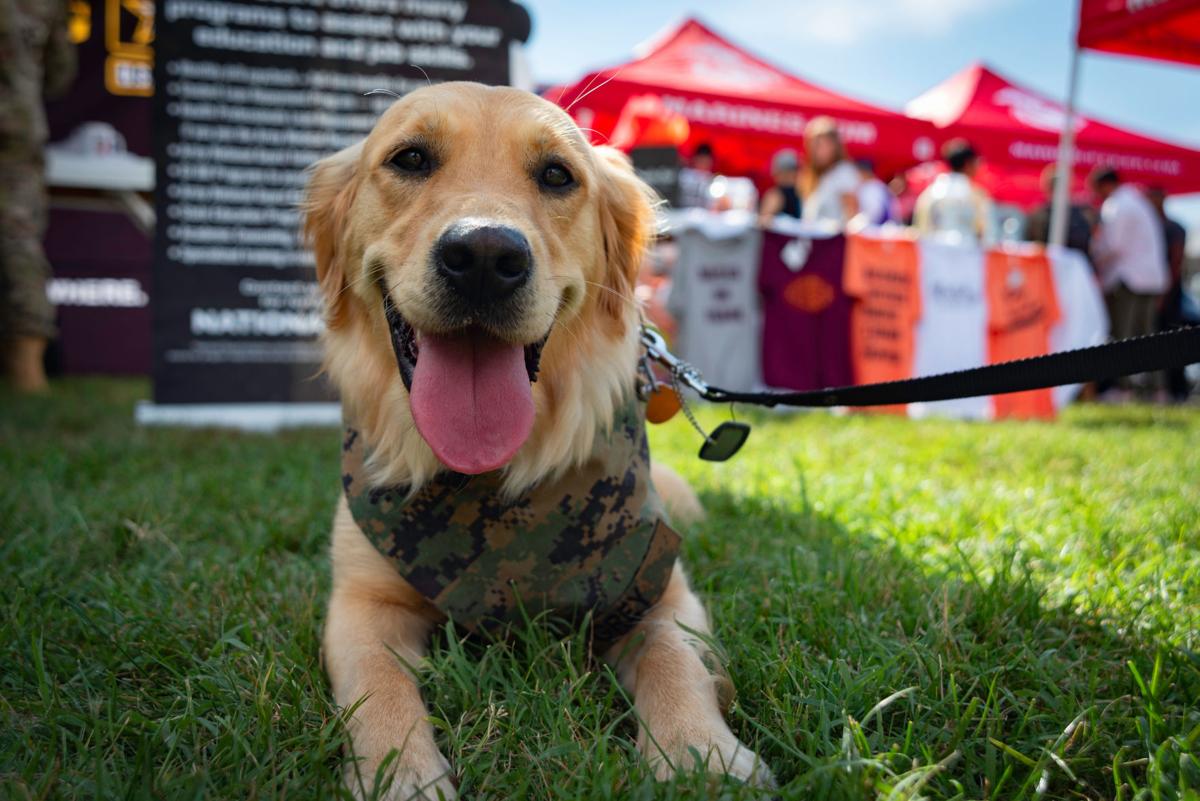 Virginia Tech Provides Space For Emotional Support Animals Despite Controversy News Collegiatetimes Com