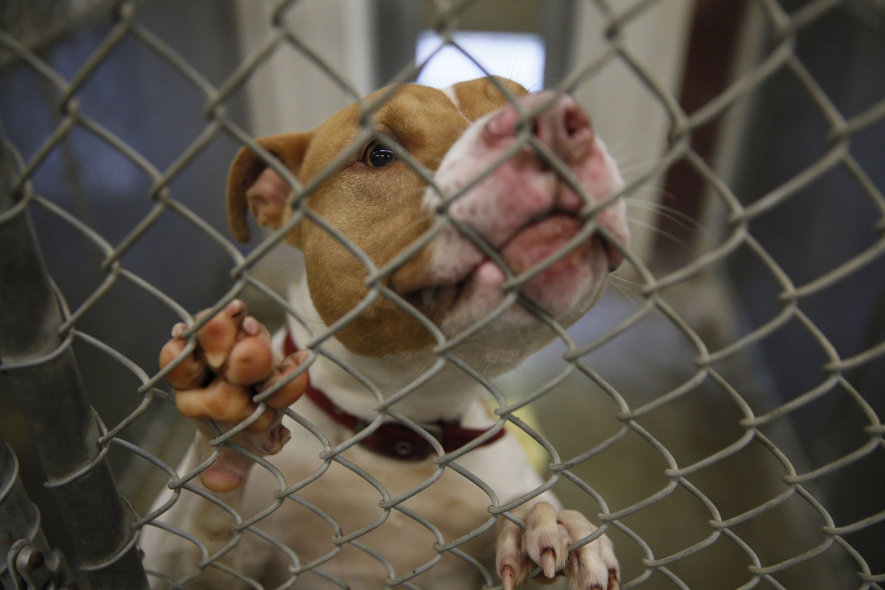 Is chicken clearance bad for pitbulls