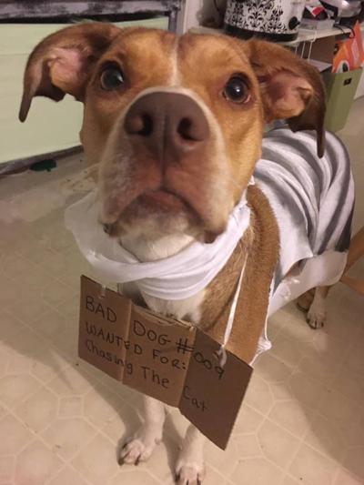 The Fur Files Showcasing Your Party Animal Lifestyle Collegiatetimes Com