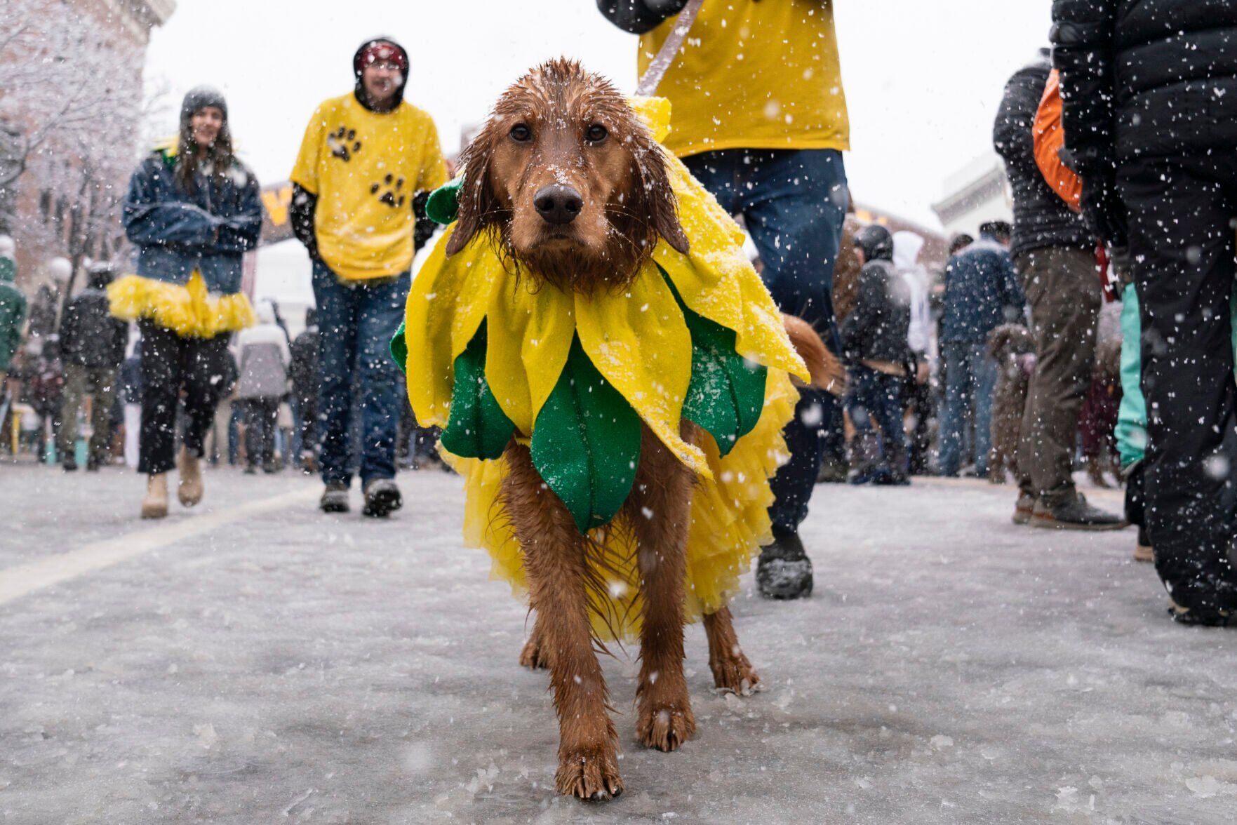 Bill requiring residents to register pay for pets is likely dead