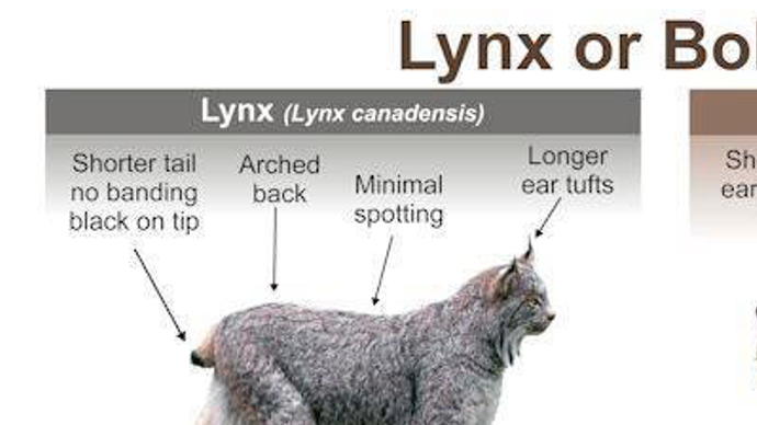 Bobcat перевод. Bobcat Lynx. Bobcat и Lynx разница. Lynx Bobcat difference. Бобкэт Рысь.