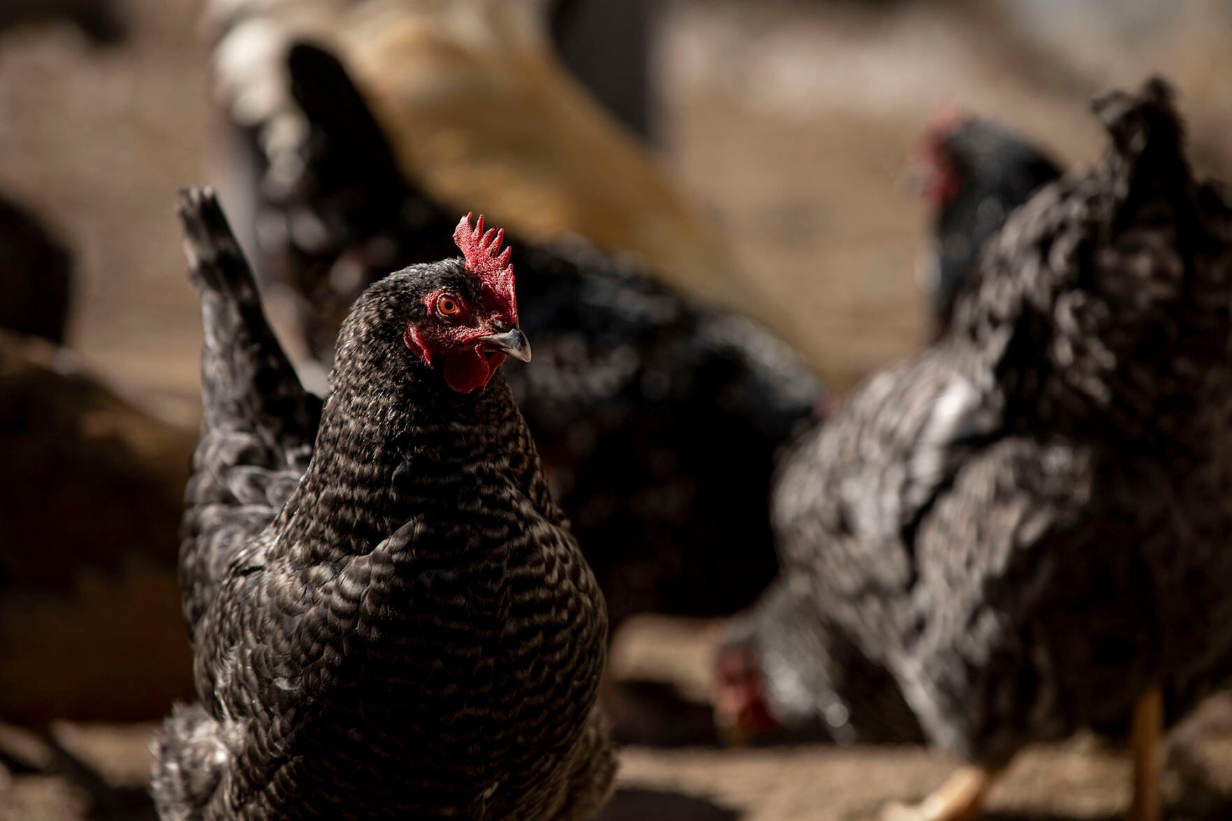 Republicans seek to repeal Colorado #39 s cage free egg law Legislature Republicans seek to repeal Colorado #39 s cage free egg law Legislature