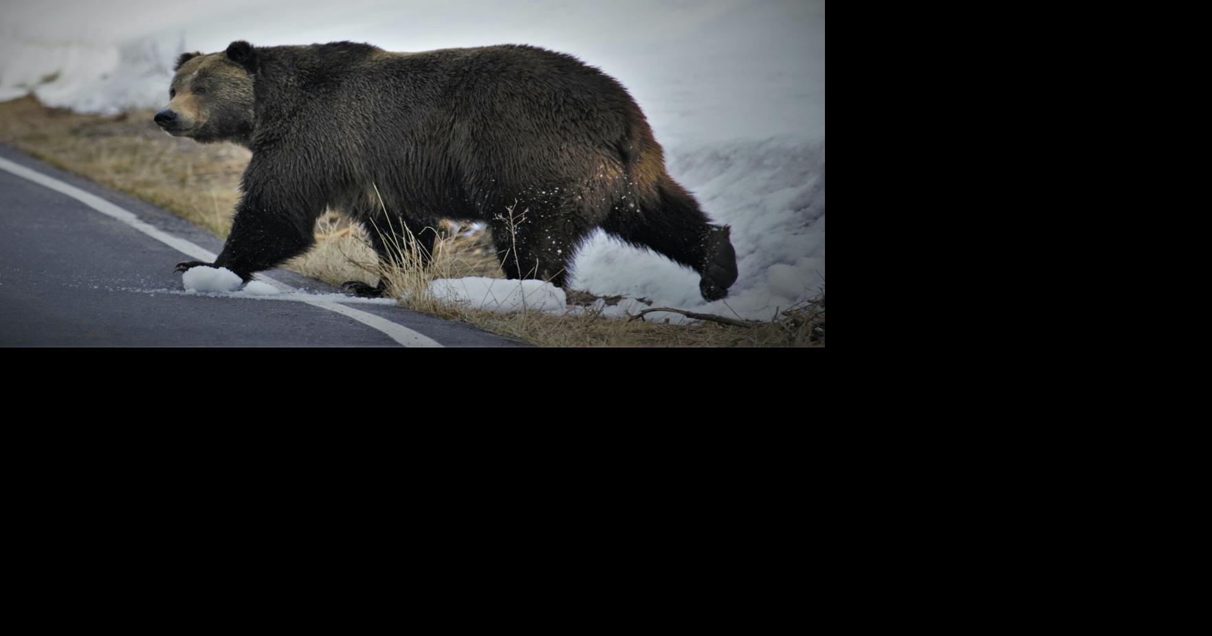 Hunters report concerning uptick in grizzly bear sightings: 'Something  pretty big is going on and we don't know why