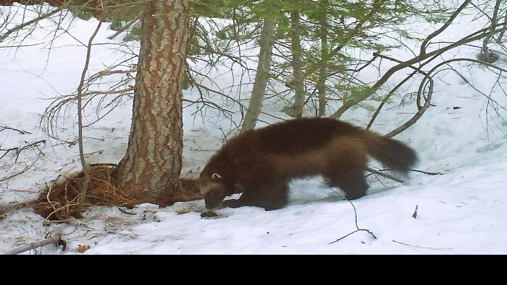 OUT WEST ROUNDUP | Officials say wolverine safe from climate ...