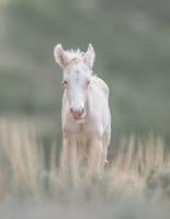Wild horse roundup continues in Moffat County, horses injured, advocates say