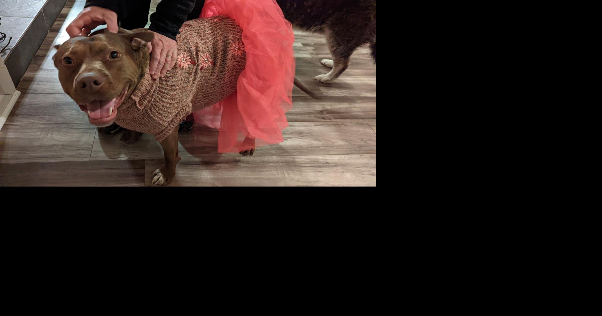 Aurora ballot measure on pit bulls 2024 VOTER GUIDE Colorado