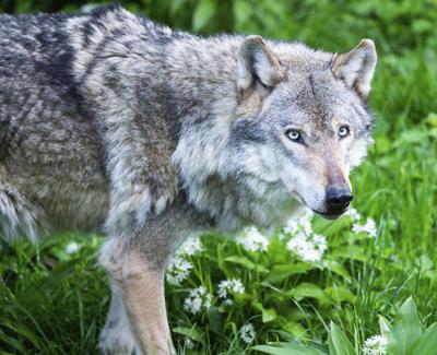 Outdoor Channel Joins Opposition To Reintroducing Wolves To Colorado Quick Hits Coloradopolitics Com