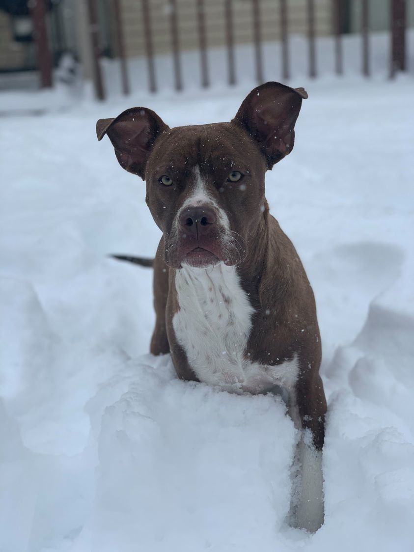 dogs are getting their day in denver