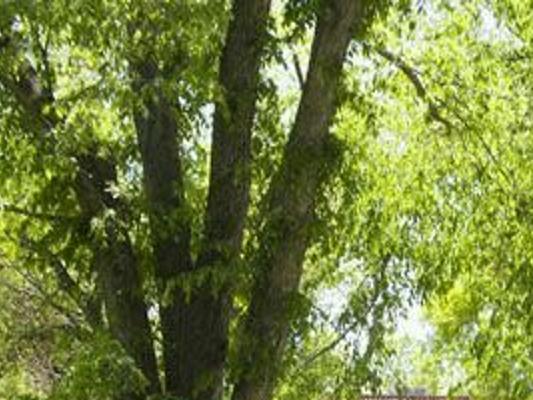 65d7933a821c6.image.jpg?crop=533%2C400%2C33%2C0&resize=1200%2C900&order=crop%2Cresize