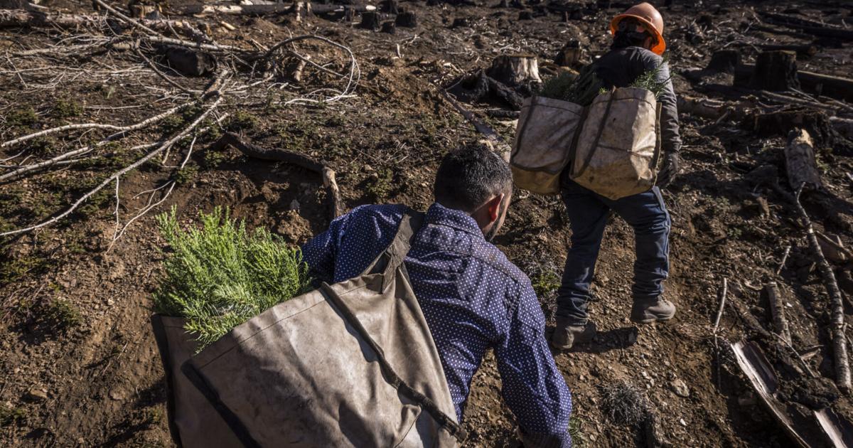 OUT WEST ROUNDUP | US to plant more trees as climate change kills off forests - coloradopolitics.com