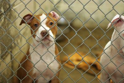 Denver's proposal to allow pit bulls in the city is moving forward | Focus on Denver Denver's proposal to allow pit bulls in the city is moving forward | Focus on Denver