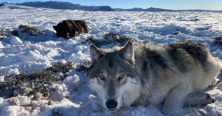 Wolf found dead in grand county died from fight with another wolf, according to report